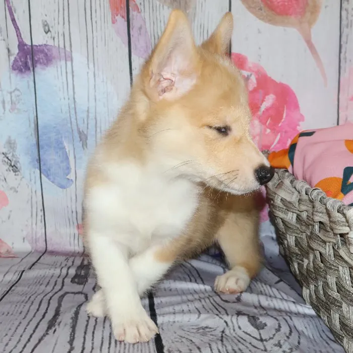 Female Pembroke Welsh Corgi puppy named Gayle for sale at Petland Monroeville.