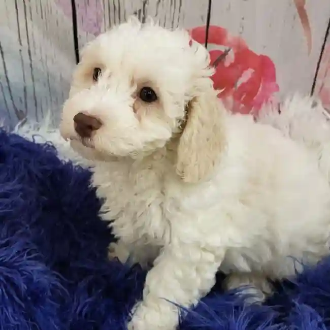 Male Bichon- Poo puppy for sale at Petland Monroeville.