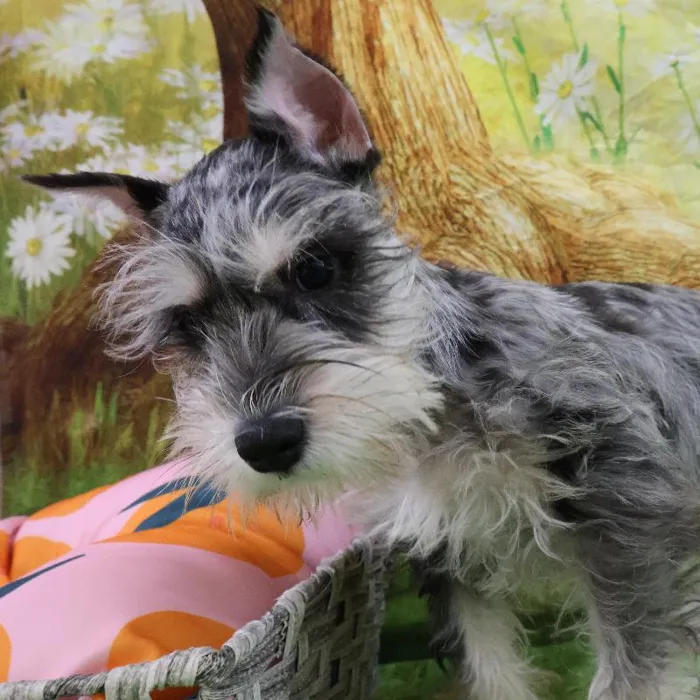Male Mini Schnauzer puppy named Ash for sale at Petland Monroeville.