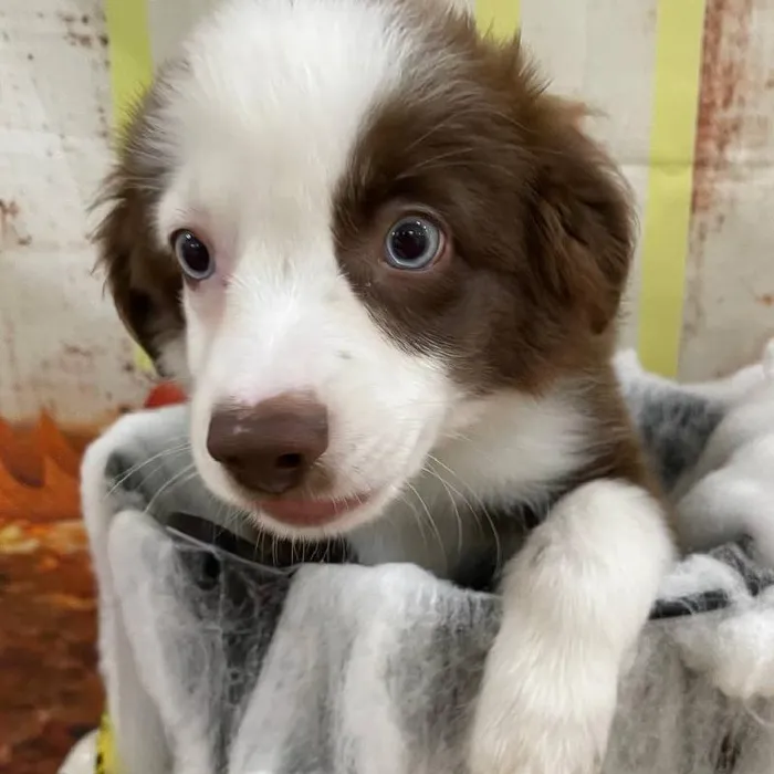 Male Miniature Australian Shepherd puppy for sale at Petland Monroeville.