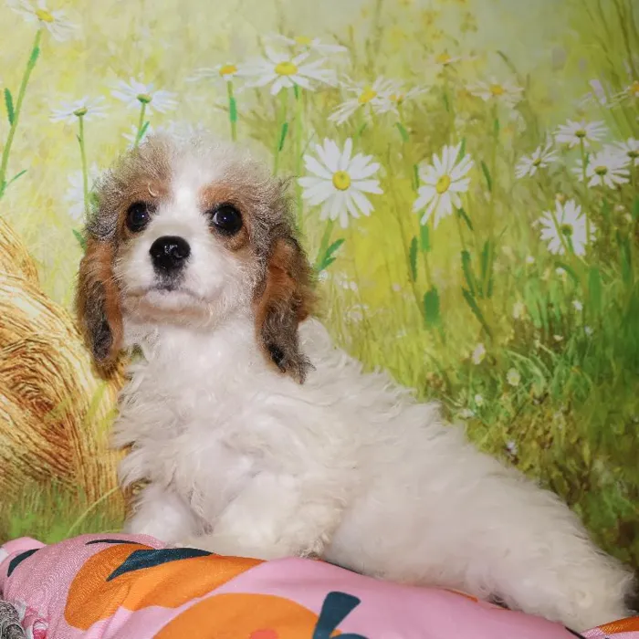Female Cavapoo puppy named Bonnie for sale at Petland Monroeville.
