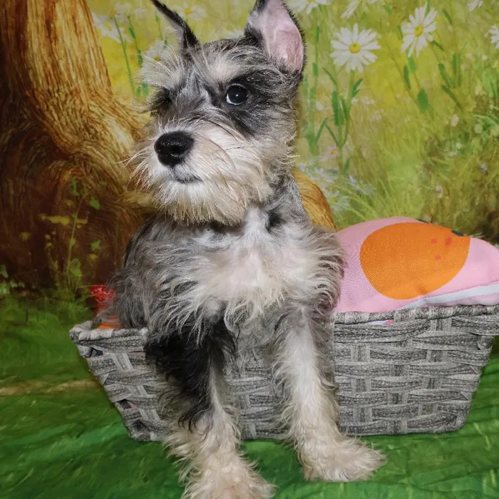 Male Mini Schnauzer puppy named Ash for sale at Petland Monroeville.
