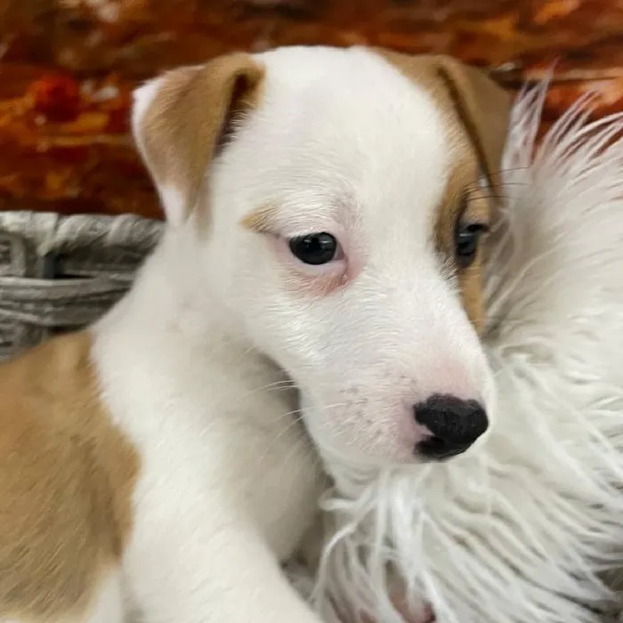 Male Jack Russell Terrier puppy for sale at Petland Monroeville.