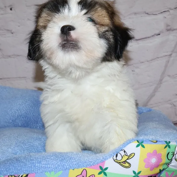 Female Lhasa Apso puppy named Nicky for sale at Petland Monroeville.