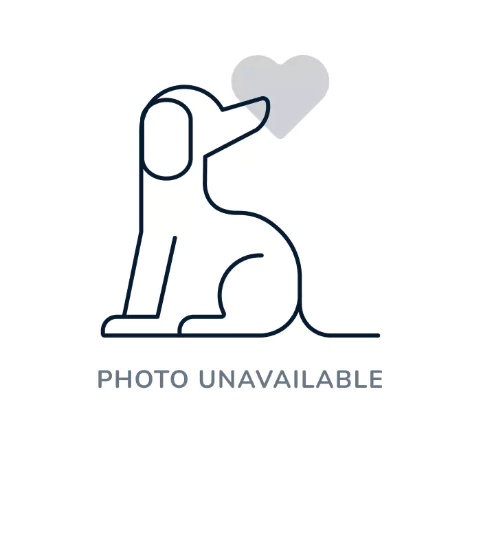 Puppy for sale